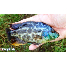 Haplochromis polystigma (m) 4.00 cm