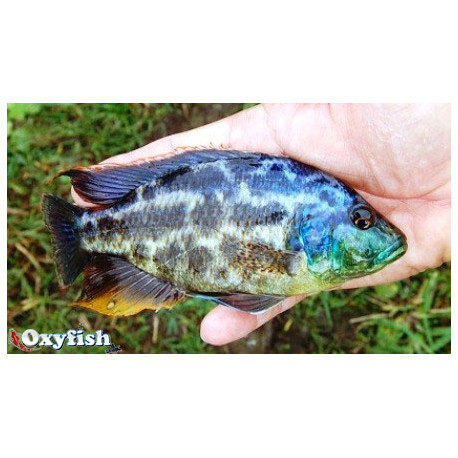 Haplochromis polystigma (m) 4.00 cm