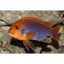 Iodotropheus sprengerae red   3.5-4 cm