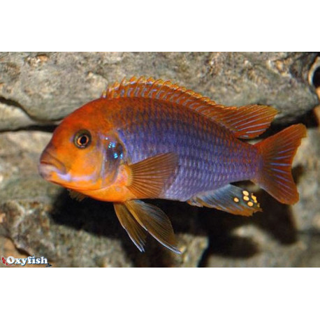 Iodotropheus sprengerae red   3.5-4 cm