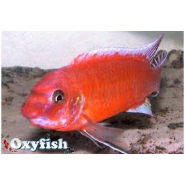 Labeotropheus trewavasae red  4-5 cm