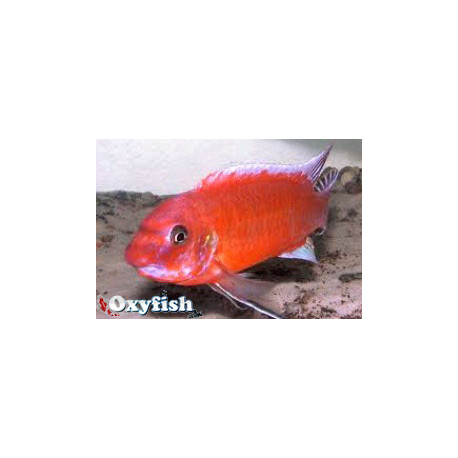 Labeotropheus trewavasae red  4-5 cm