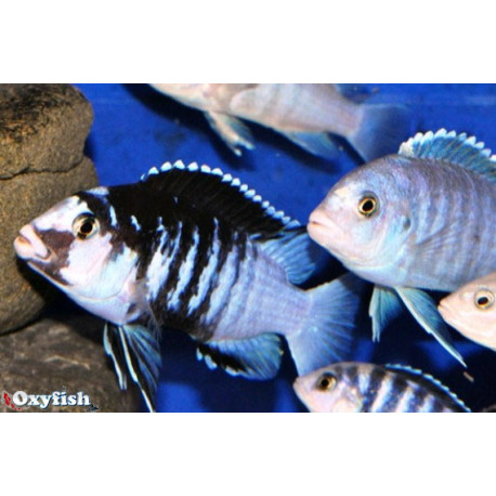 Labidochromis chisumulae mbweca  4.00 cm