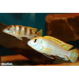 Labidochromis perlmutt higga reef  4.00 cm
