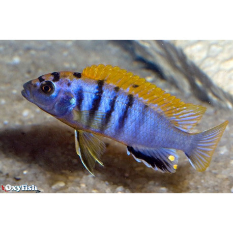 Labidochromis sp. hongi (m) 4.00 cm