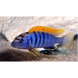 Labidochromis SP. Hongi Super Red Top 3-4 cm