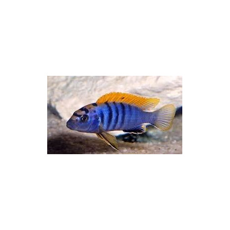 Labidochromis SP. Hongi Super Red Top 3-4 cm