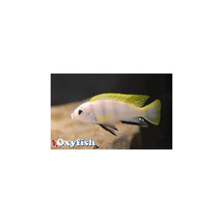 Labidochromis SP. Perlmutt  3-4 cm