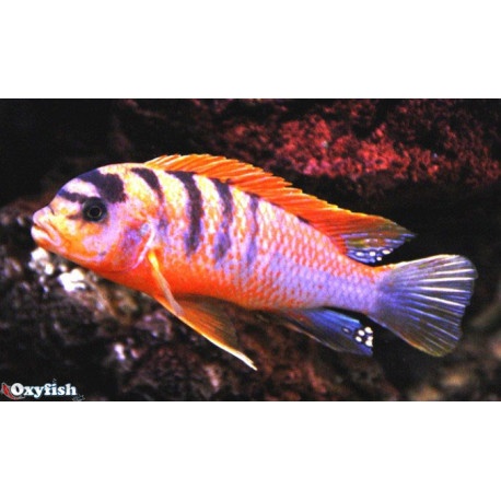 Labidochromis Hongi  sweden  4.00 cm