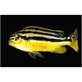 Melanochromis auratus (l) 6-8 cm f0