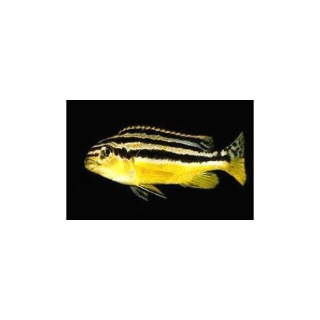 Melanochromis auratus (l) 6-8 cm f0