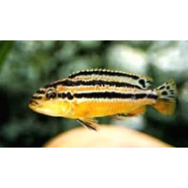 Melanochromis Auratus  4.5-5 cm