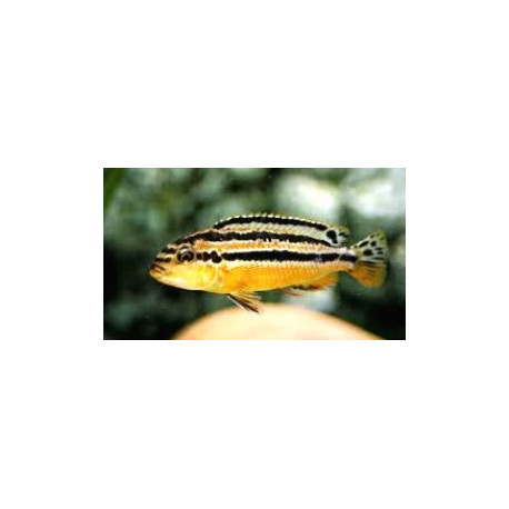 Melanochromis Auratus  4.5-5 cm