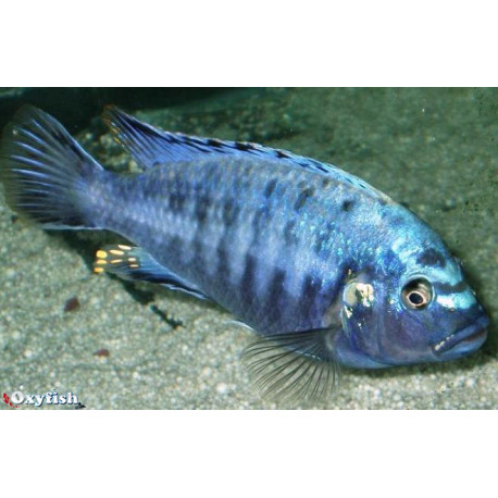 Melanochromis brevis (m) 4-5 cm