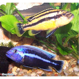 Melanochromis chipokae f1  5.00 cm