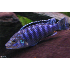 Melanochromis joanjohnsonae ( Exosperatus ) 3.5-4.5 cm