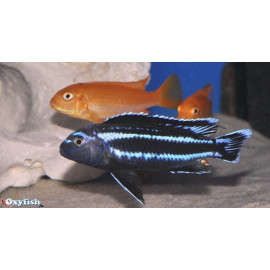 Melanochromis johanni (m) 4-5 cm
