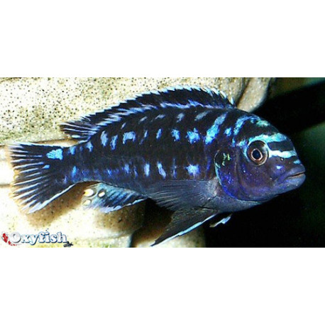 Melanochromis johanni chisumulu (m) 4 - 5 cm