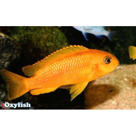 Melanochromis johanni red (m) 4-5 cm