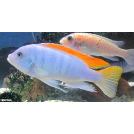 Metriaclima  Greshakei Red Top Ice Blue 4-5 cm