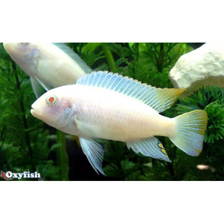 Metriaclima Zebra Albino 4-4.5 cm