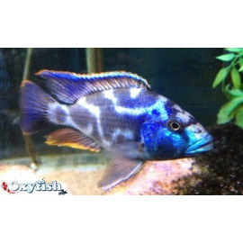 Nimbochromis livingstonii (m) 4-4.5 cm