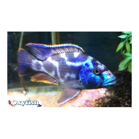 Nimbochromis livingstonii (m) 4-4.5 cm