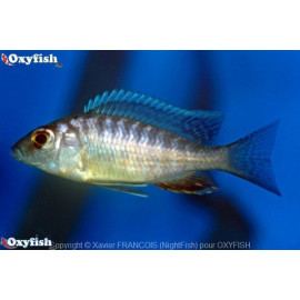 Otopharynx lithobates domwe (ml) 5 - 6 cm