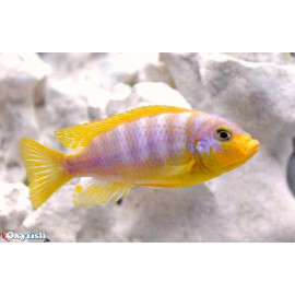 Pseudotropheus aurora (pengoldi)  4-5 cm