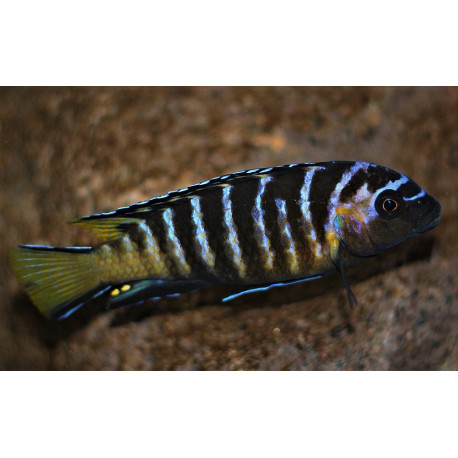 Pseudotropheus elongatus masimbwe  4-5 cm