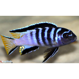 Pseudotropheus elongatus mpanga  4-5 cm