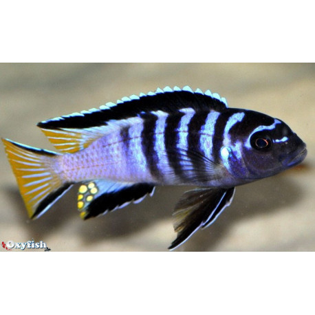 Pseudotropheus elongatus mpanga  4-5 cm