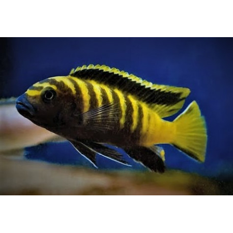 Pseudotropheus Flavus 3.5-4 cm