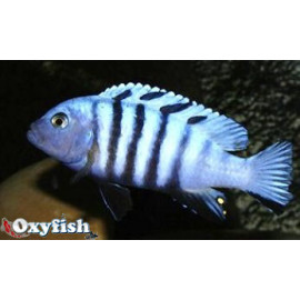 Pseudotropheus kingsizei  blue  3.5-4 cm