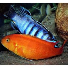 Pseudotropheus Saulosi Corail Rouge 3-4 cm