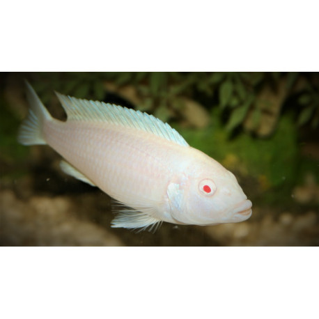 Pseudotropheus Socolofi Albino 4-4.5 cm