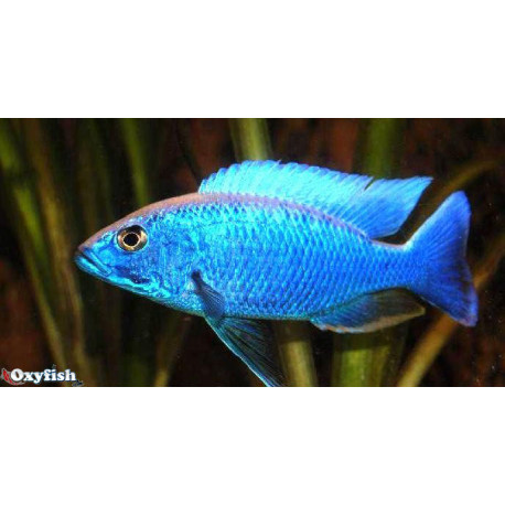 Sciaenochromis fryeri maleri island (m) 4-4.5 cm