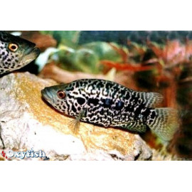 Parachromis Managuensis - Cichlasoma Managuensis  4.5-6 cm