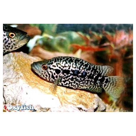 Parachromis Managuensis - Cichlasoma Managuensis  4.5-6 cm