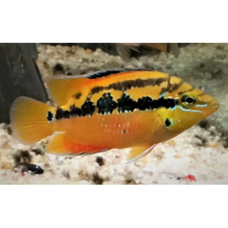 Cichlasoma salvini yellow belly (m) 4.00 cm