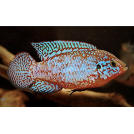 Hemichromis lifalili blue cichlide bijou bleu  4-5 cm