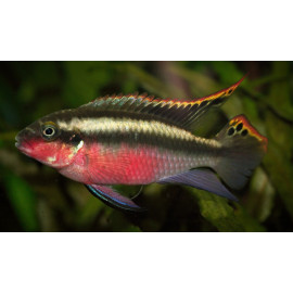 Pelvicachromis Pulcher Super Red 3.5-4.5 cm