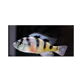 Haplochromis obliquidens (m) 4-5 cm