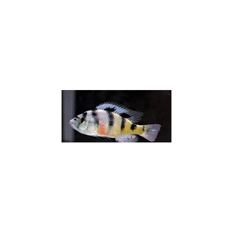 Haplochromis obliquidens (m) 4-5 cm