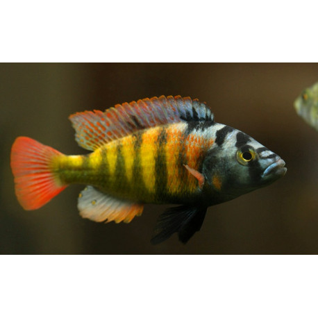 Haplochromis obliquidens sp. ch 44   4.00 cm