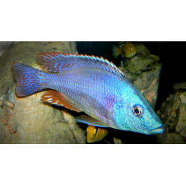 Dimidiochromis strigatus (m) 4-5 cm