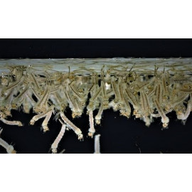 Nourriture vivante larves de moustiques blancs - sachet 45 ml