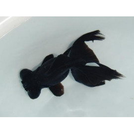 Oranda black moor voile de chine 5-7 cm