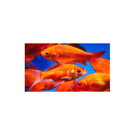 Poisson rouge comete  7-10 cm