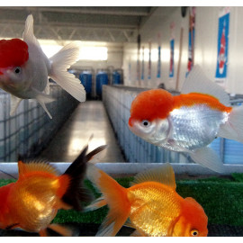 Tete de lion rouge et blanc oranda 5-7 cm